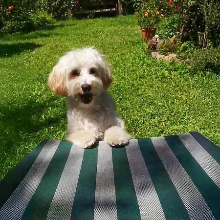 斯努克别墅 - 红色度假屋 * 巴德加斯坦